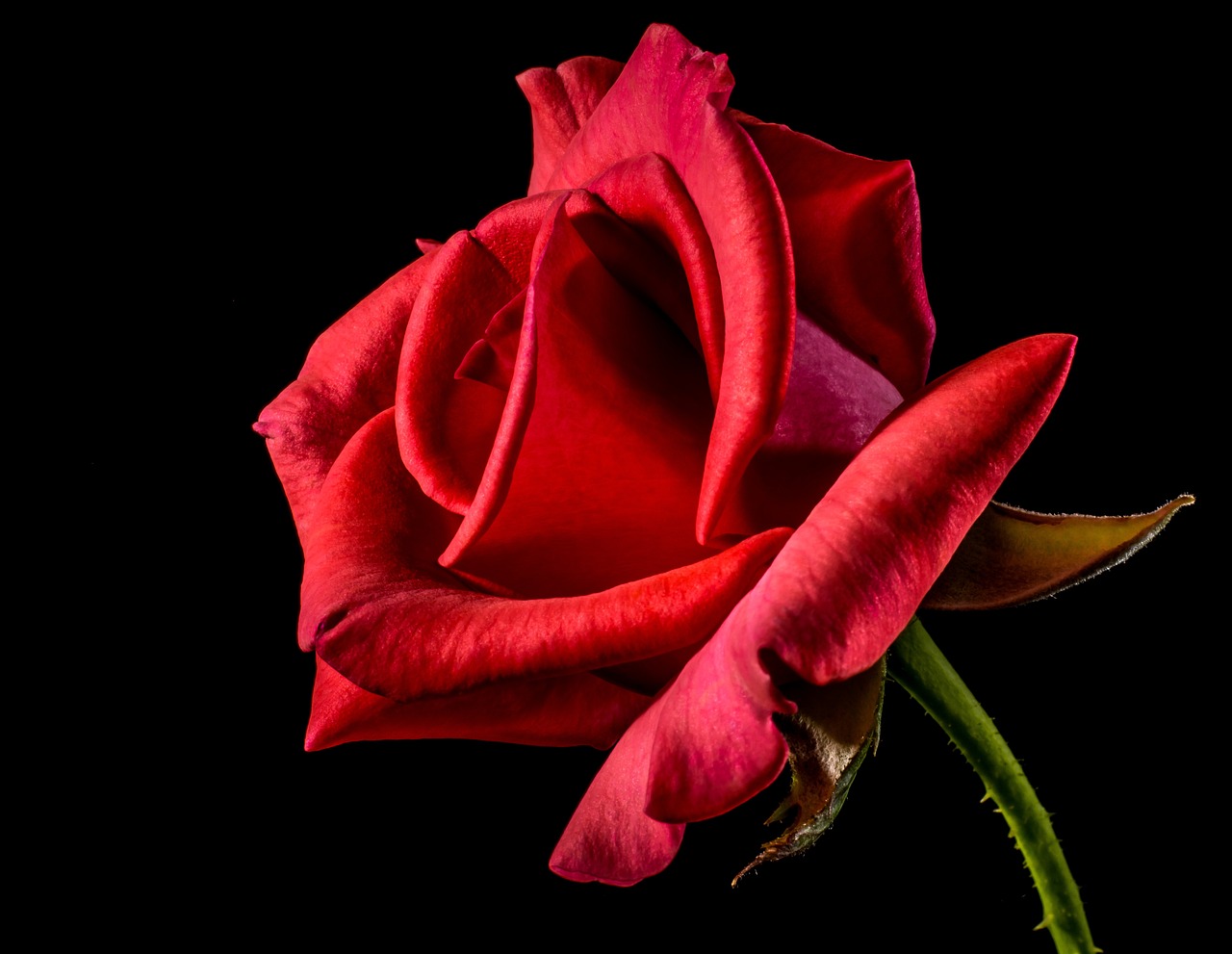 a red rose